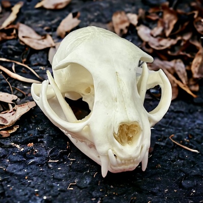 Domestic cat skull