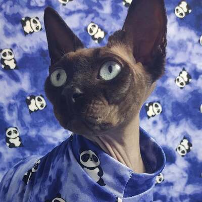 Panda monium - sleepwear - Thumbnail 1