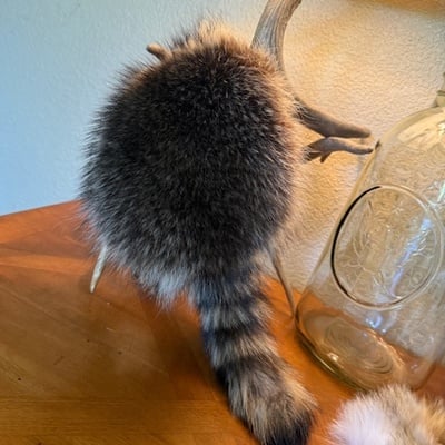 Childrens coon skin cap 