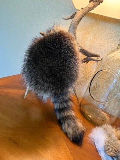 Childrens coon skin cap 