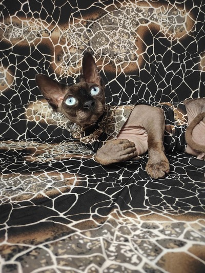 Giraffe - Sleepwear
