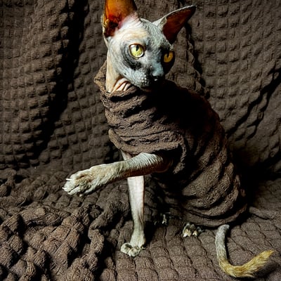 Umber - catbumps - Thumbnail 2