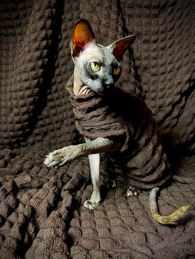 Umber - Catbumps