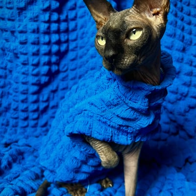 Deep cerulean - catbumps - Thumbnail 1