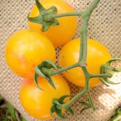 tomato出品 Sunrise Yellow and Red Bumblebee Heirloom Cherry Tomato