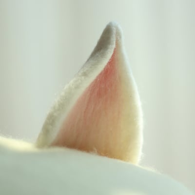 Cute wool fox ears beret hat